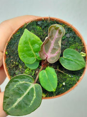 Anthurium Zara x Michelle X Red Crystallinum