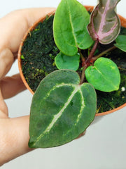 Anthurium Zara x Michelle X Red Crystallinum