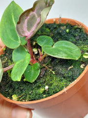 Anthurium Zara x Michelle X Red Crystallinum