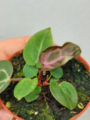 Anthurium Zara x Michelle X Red Crystallinum