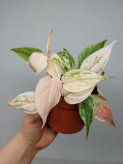 Philodendron Micans Pink Marble