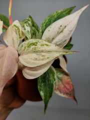 Philodendron Micans Pink Marble