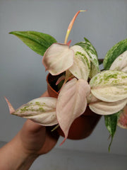 Philodendron Micans Pink Marble