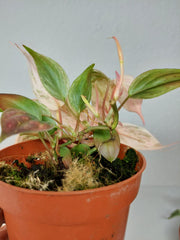 Philodendron Micans Pink Marble