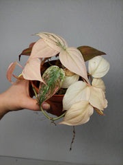 Philodendron Micans Pink Marble