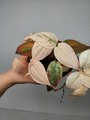 Philodendron Micans Pink Marble