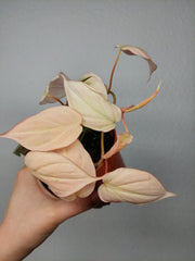 Philodendron Micans Pink Marble