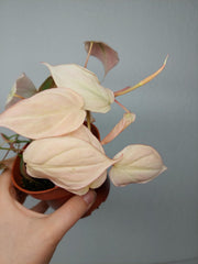 Philodendron Micans Pink Marble