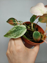 Philodendron Micans Pink Marble