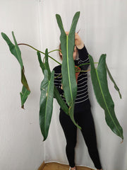 Philodendron Spiritus Sancti Adult