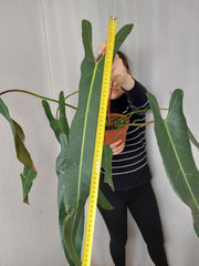 Philodendron Spiritus Sancti Adult