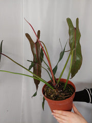 Philodendron Spiritus Sancti Adult