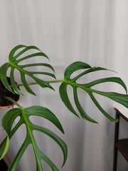 Monstera Burle Marx Flame Adult
