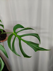 Monstera Burle Marx Flame Adult
