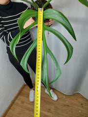 Monstera Burle Marx Flame Adult