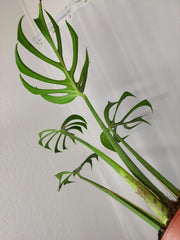 Monstera Burle Marx Flame Adult