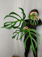 Monstera Burle Marx Flame Adult