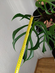 Monstera Burle Marx Flame Adult