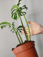 Monstera Burle Marx Flame Adult