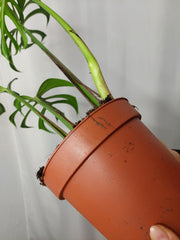 Monstera Burle Marx Flame Adult