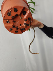 Monstera Burle Marx Flame Adult