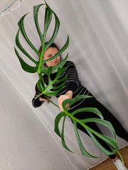 Monstera Burle Marx Flame Adult
