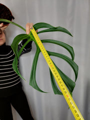 Monstera Burle Marx Flame Adult