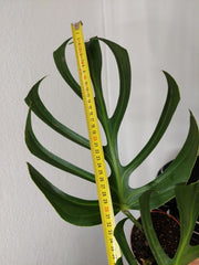 Monstera Burle Marx Flame Adult