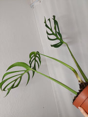 Monstera Burle Marx Flame Adult