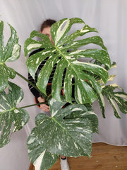 Monstera Thai Constellation XXL