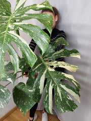 Monstera Thai Constellation XXL