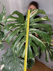 Monstera Thai Constellation XXL