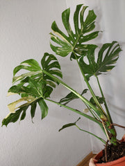 Monstera Thai Constellation XXL