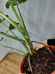 Monstera Thai Constellation XXL