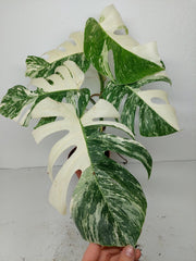 Monstera Variegata (zum aussuchen)
