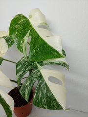 Monstera Variegata (zum aussuchen)