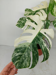 Monstera Variegata (zum aussuchen)