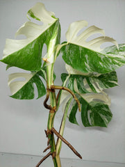 Monstera Variegata (zum aussuchen)