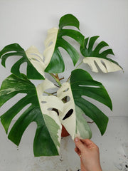 Monstera Variegata (zum aussuchen)