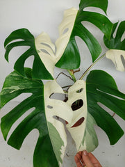 Monstera Variegata (zum aussuchen)