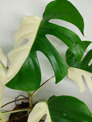 Monstera Variegata (zum aussuchen)