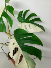 Monstera Variegata (zum aussuchen)