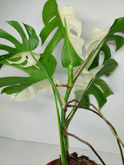 Monstera Variegata (zum aussuchen)