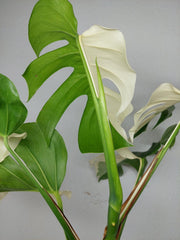 Monstera Variegata (zum aussuchen)
