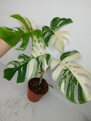 Monstera Variegata (zum aussuchen)