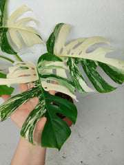 Monstera Variegata (zum aussuchen)