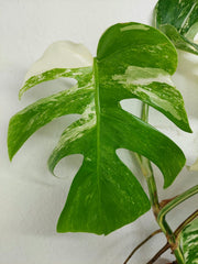 Monstera Variegata (zum aussuchen)