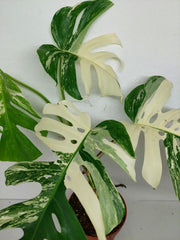 Monstera Variegata (zum aussuchen)