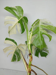 Monstera Variegata (zum aussuchen)