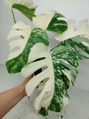 Monstera Variegata (zum aussuchen)